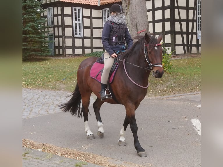 Franches-Montagnes Hongre 14 Ans 160 cm Bai brun in Cuxhaven