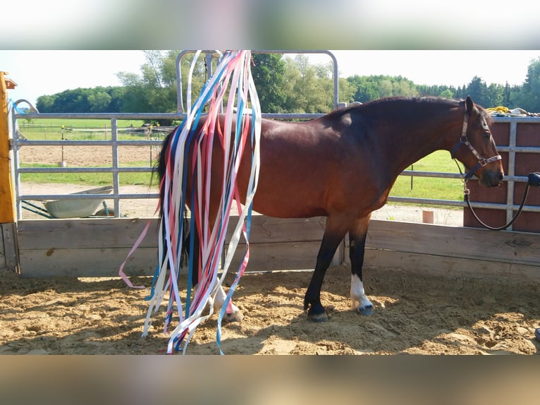 Franches-Montagnes Hongre 14 Ans 160 cm Bai brun in Cuxhaven