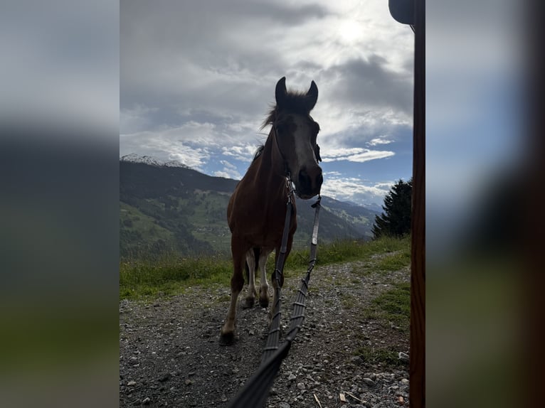 Franches-Montagnes Hongre 16 Ans 155 cm Bai in Saas im Prättigau
