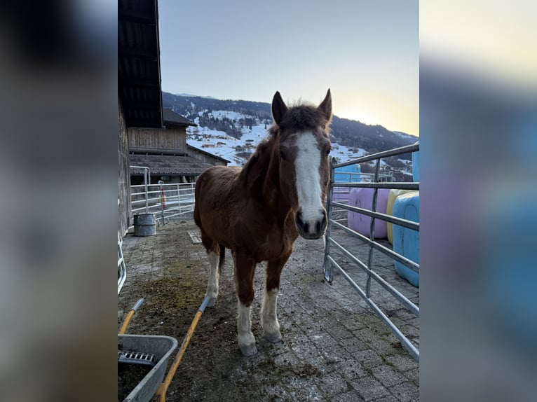 Franches-Montagnes Hongre 16 Ans 155 cm Bai in Saas im Prättigau