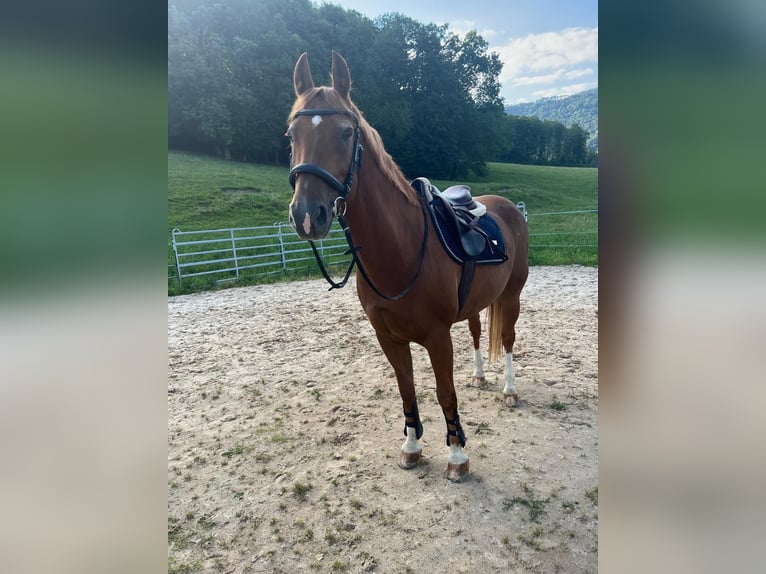 Franches-Montagnes Hongre 17 Ans 162 cm Alezan in Reigoldswil