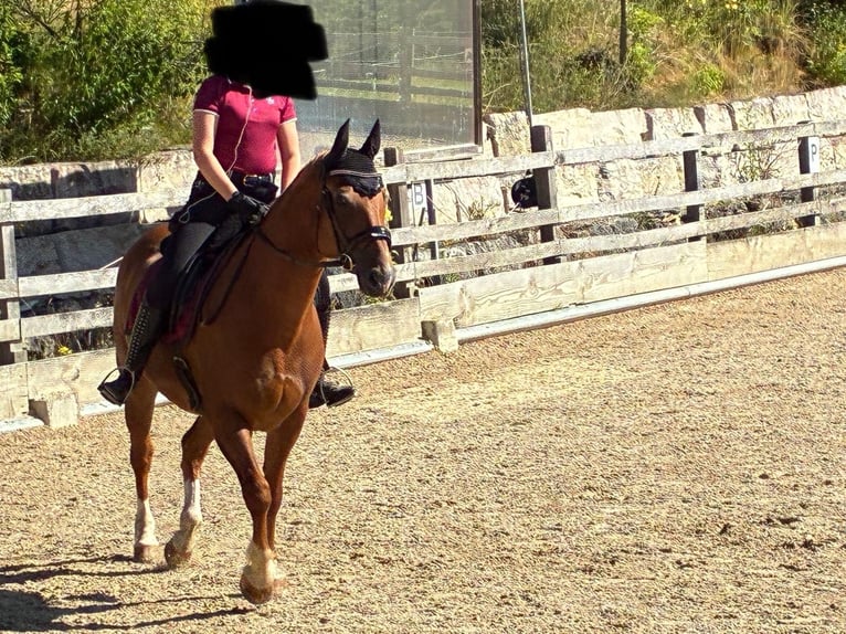 Franches-Montagnes Hongre 17 Ans 162 cm Alezan in Reigoldswil