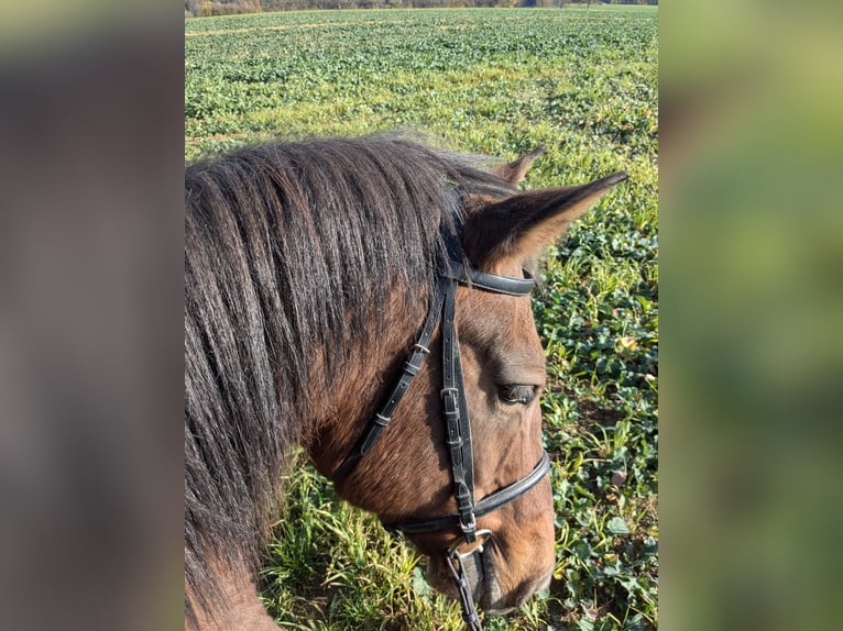 Franches-Montagnes Hongre 18 Ans 153 cm Bai in Dornhan