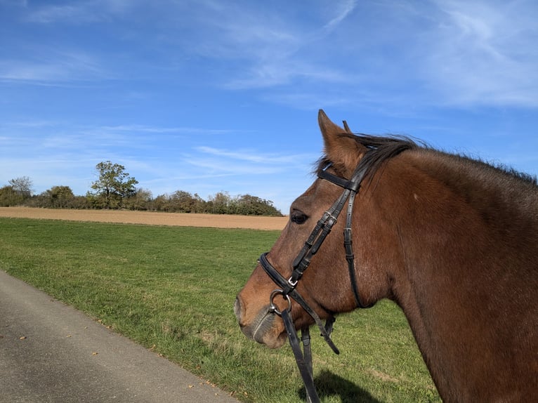 Franches-Montagnes Hongre 18 Ans 153 cm Bai in Dornhan