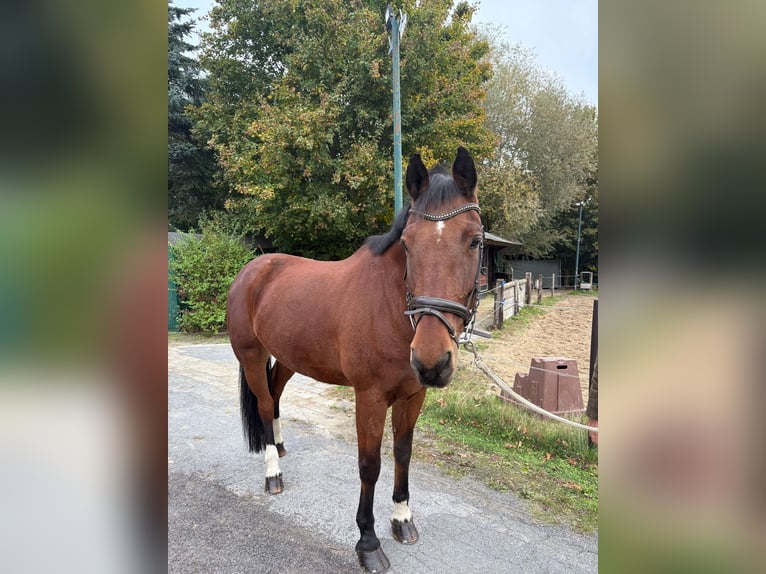 Franches-Montagnes Hongre 18 Ans 167 cm Bai brun in Münster