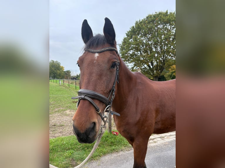 Franches-Montagnes Hongre 18 Ans 167 cm Bai brun in Münster