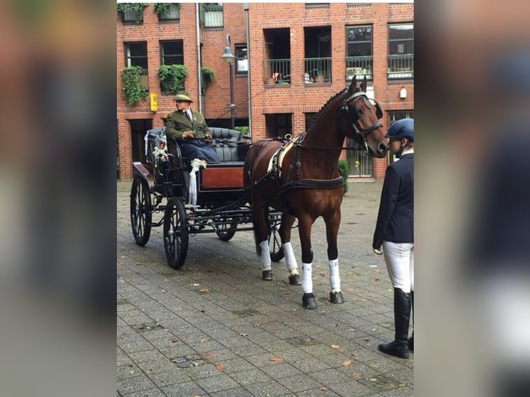 Franches-Montagnes Hongre 18 Ans 167 cm Bai brun in Münster