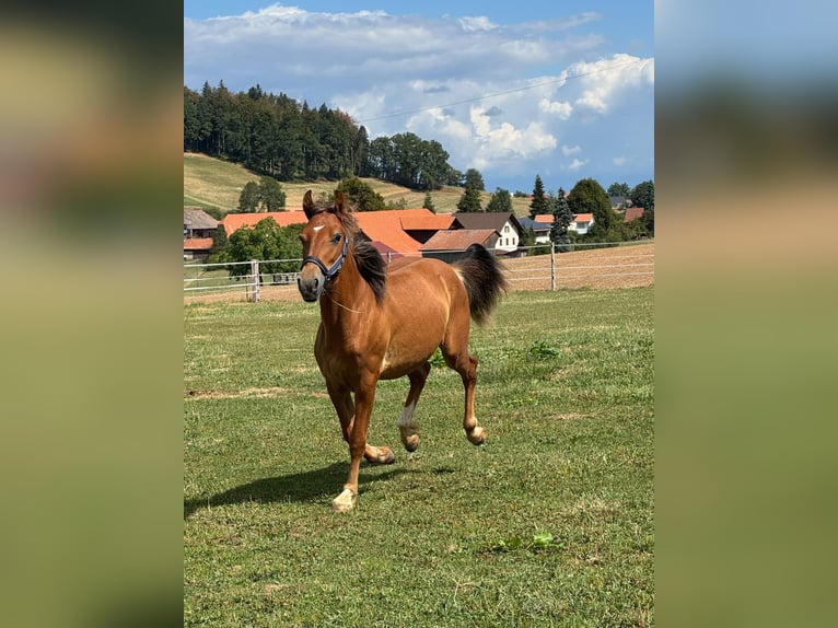 Franches-Montagnes Hongre 1 Année 155 cm Bai in Bretzwil
