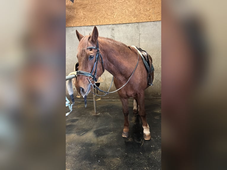 Franches-Montagnes Hongre 21 Ans 165 cm Alezan cuivré in Seon