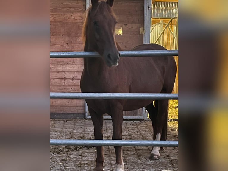 Franches-Montagnes Hongre 21 Ans 165 cm Alezan cuivré in Seon