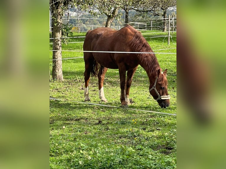 Franches-Montagnes Hongre 21 Ans 165 cm Alezan cuivré in Seon