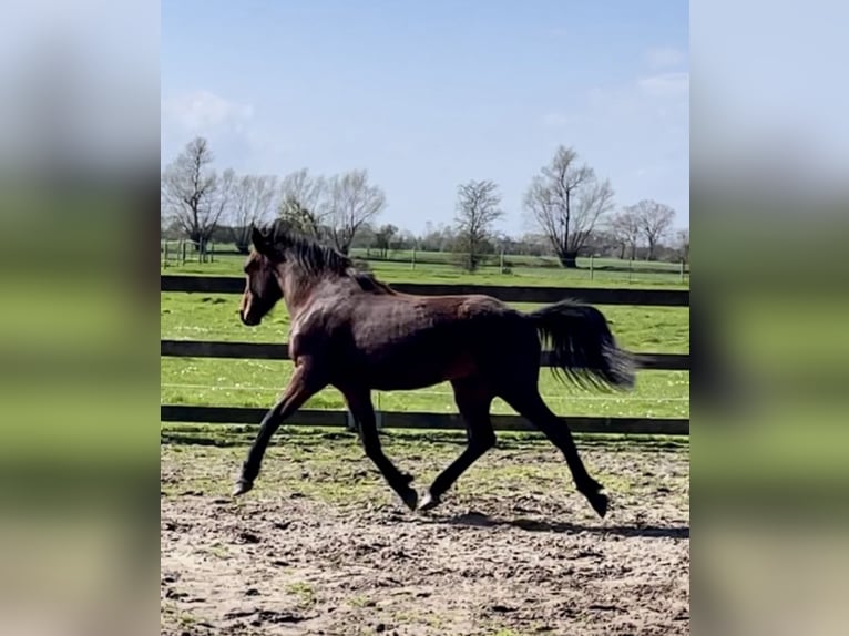 Franches-Montagnes Croisé Hongre 2 Ans 143 cm Bai in Fehmarn