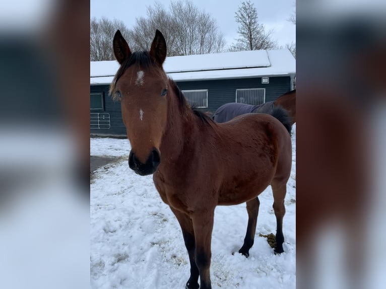 Franches-Montagnes Croisé Hongre 2 Ans 143 cm Bai in Fehmarn