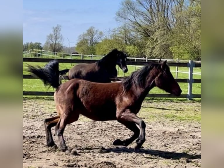 Franches-Montagnes Croisé Hongre 2 Ans 143 cm Bai in Fehmarn