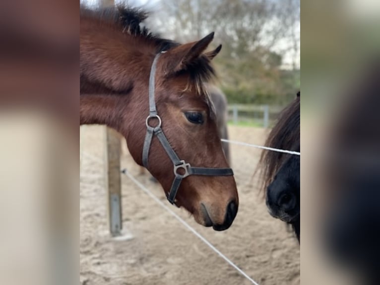 Franches-Montagnes Croisé Hongre 2 Ans 143 cm Bai in Fehmarn