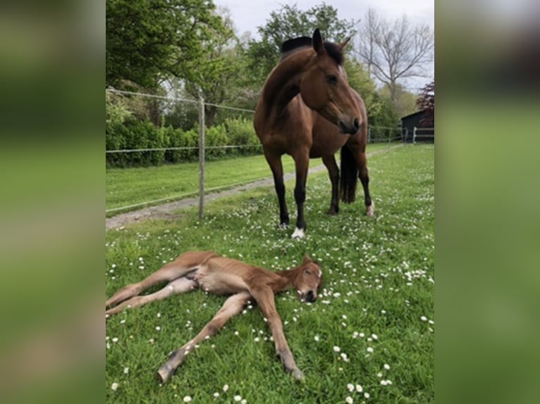 Franches-Montagnes Croisé Hongre 2 Ans 143 cm Bai in Fehmarn