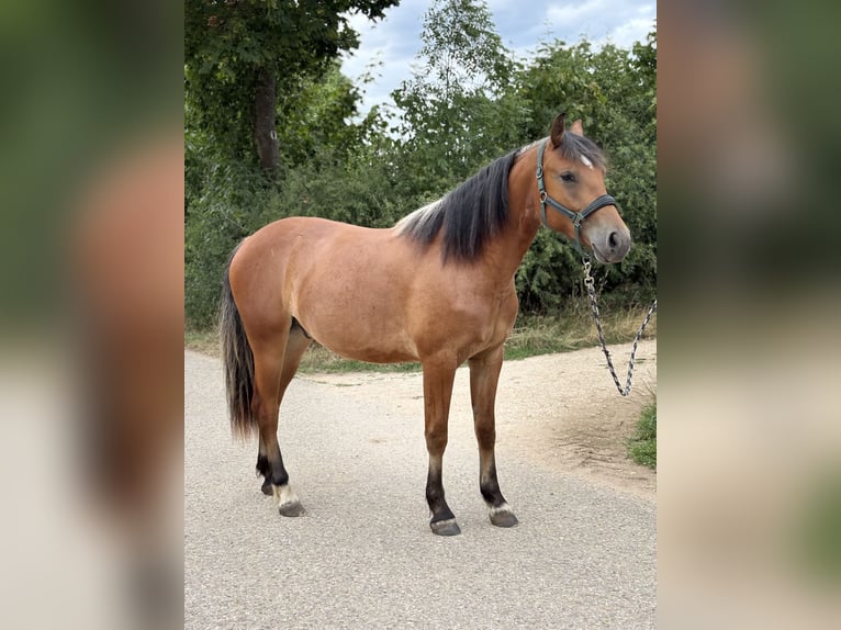 Franches-Montagnes Hongre 2 Ans 148 cm Bai in Nennslingen