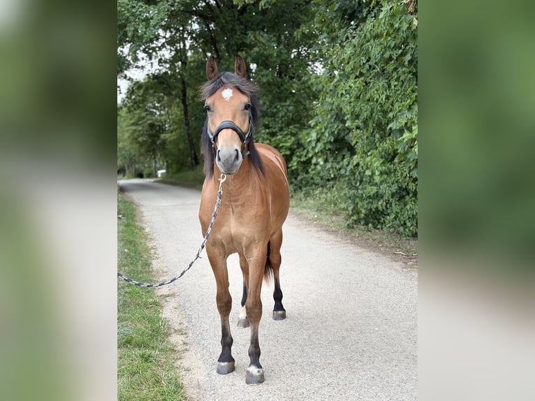Franches-Montagnes Hongre 2 Ans 148 cm Bai in Nennslingen