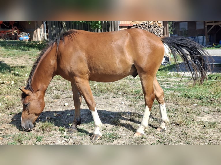 Franches-Montagnes Hongre 2 Ans 150 cm Bai in Bleienbach