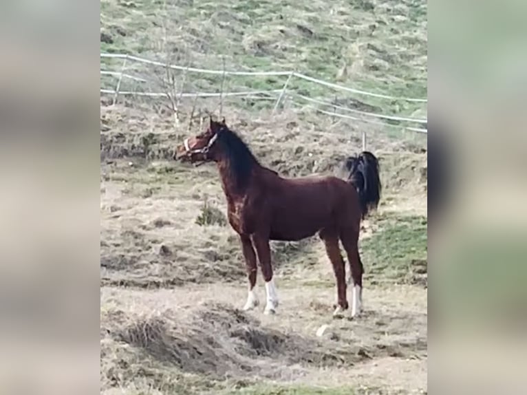 Franches-Montagnes Hongre 2 Ans 163 cm Bai in Vilshofen