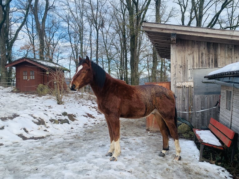 Franches-Montagnes Hongre 2 Ans 163 cm Bai in Vilshofen