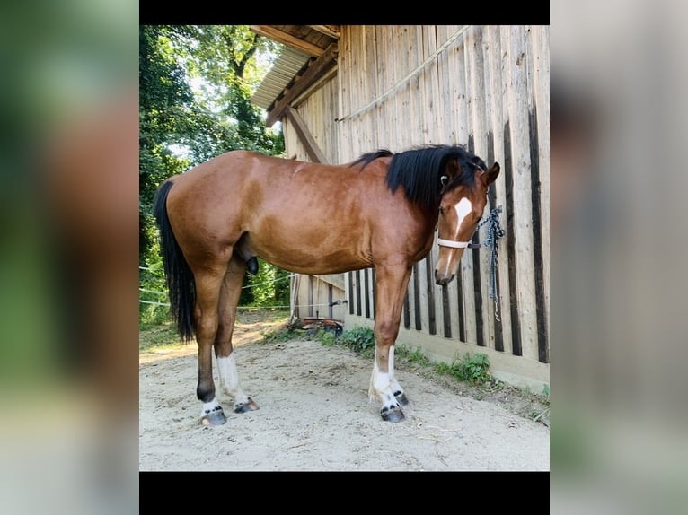 Franches-Montagnes Hongre 2 Ans 163 cm Bai in Vilshofen