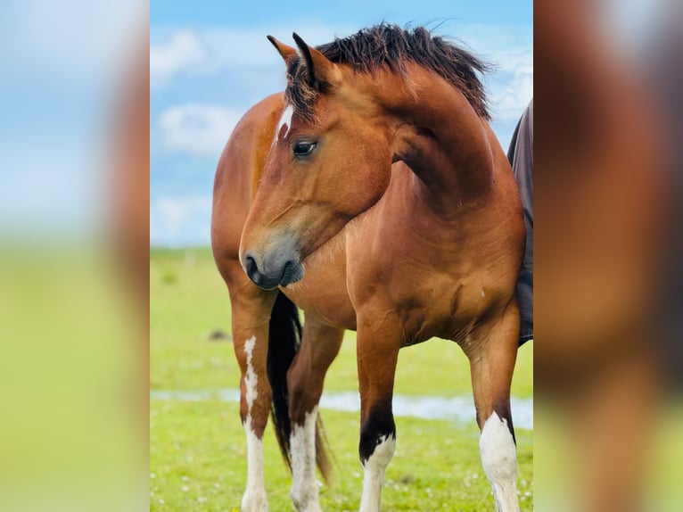 Franches-Montagnes Hongre 3 Ans 150 cm Bai in Westoverledingen