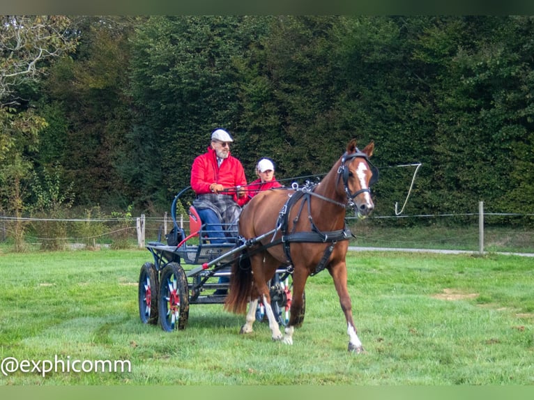 Franches-Montagnes Hongre 3 Ans 151 cm Bai in Saint-Denis