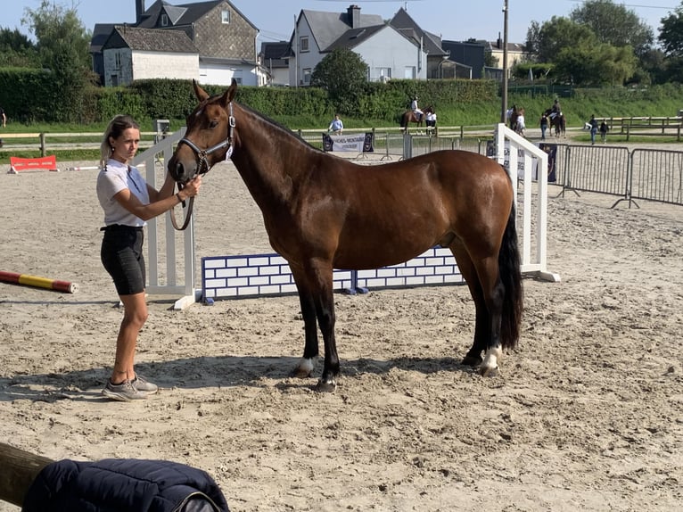 Franches-Montagnes Hongre 3 Ans 151 cm Bai in Bernay