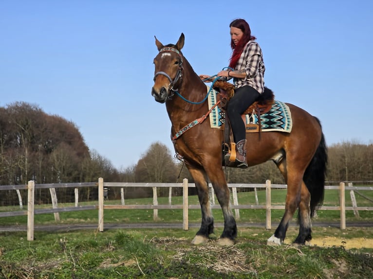 Franches-Montagnes Hongre 3 Ans 153 cm Bai in Linkenbach