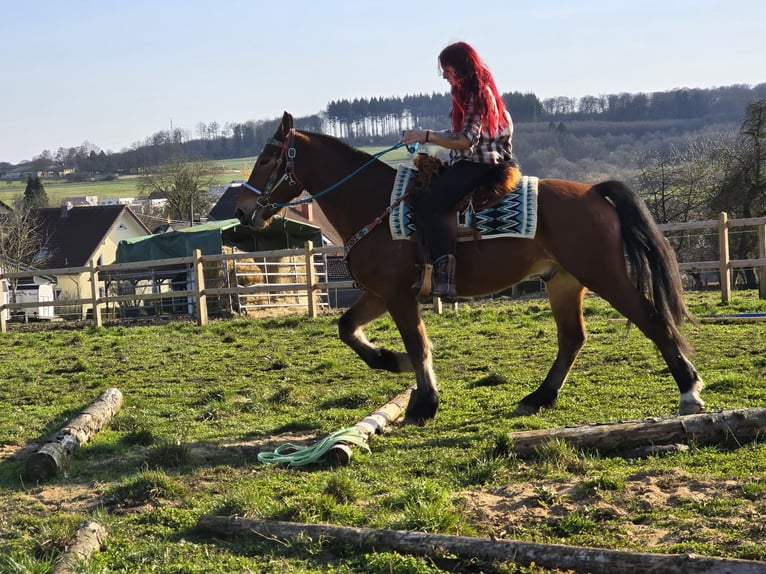 Franches-Montagnes Hongre 3 Ans 153 cm Bai in Linkenbach