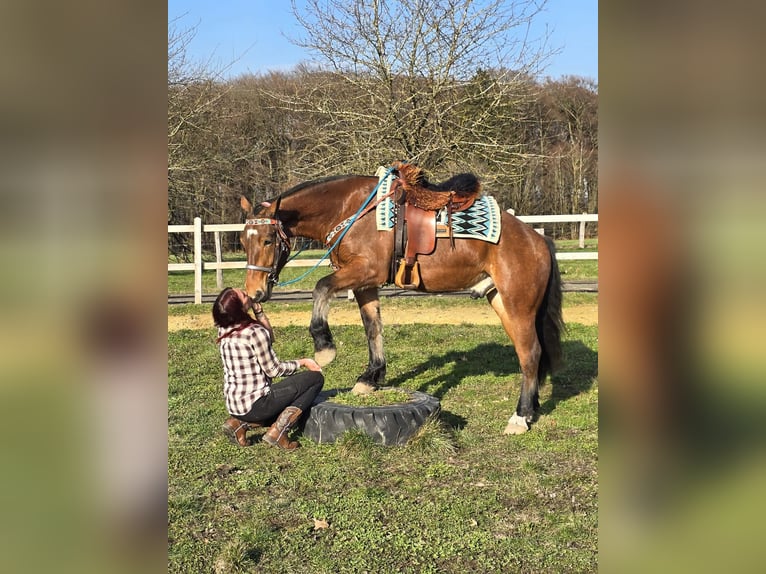 Franches-Montagnes Hongre 3 Ans 153 cm Bai in Linkenbach