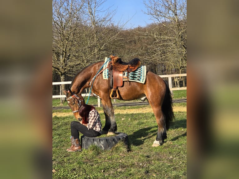 Franches-Montagnes Hongre 3 Ans 153 cm Bai in Linkenbach