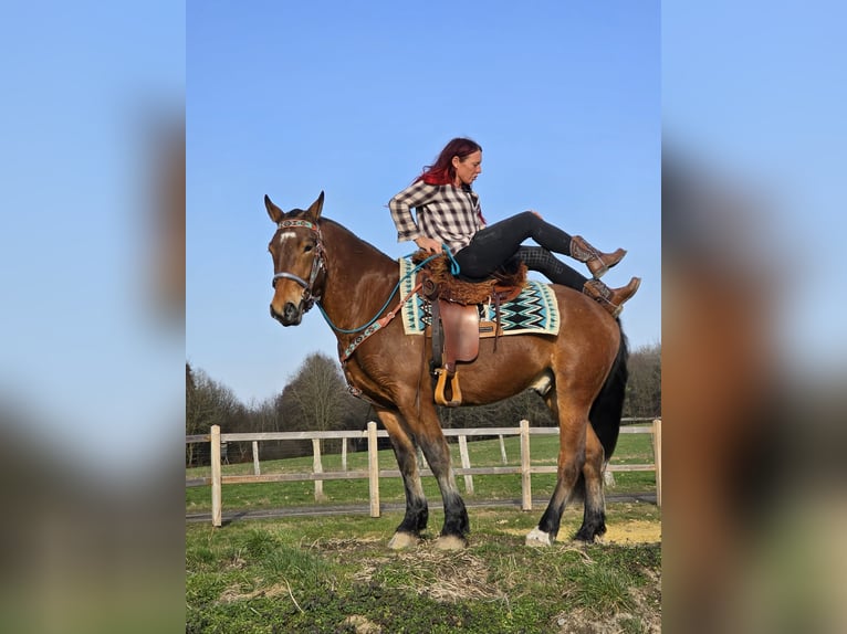 Franches-Montagnes Hongre 3 Ans 153 cm Bai in Linkenbach