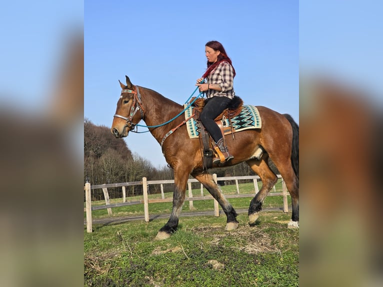 Franches-Montagnes Hongre 3 Ans 153 cm Bai in Linkenbach