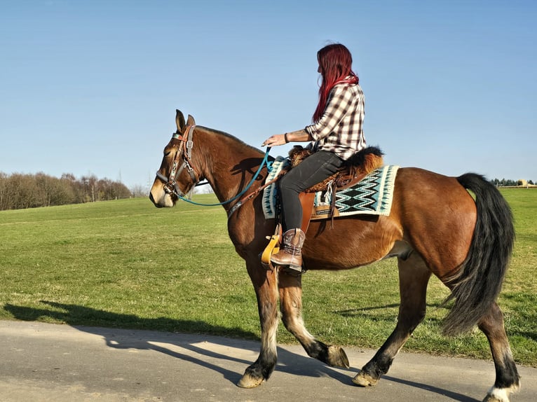 Franches-Montagnes Hongre 3 Ans 153 cm Bai in Linkenbach
