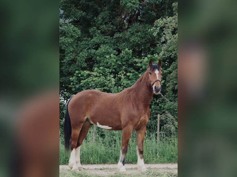 Franches-Montagnes Hongre 3 Ans 154 cm Bai in Loveresse