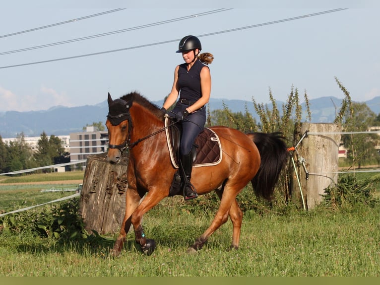 Franches-Montagnes Hongre 3 Ans 154 cm Bai in Fällanden