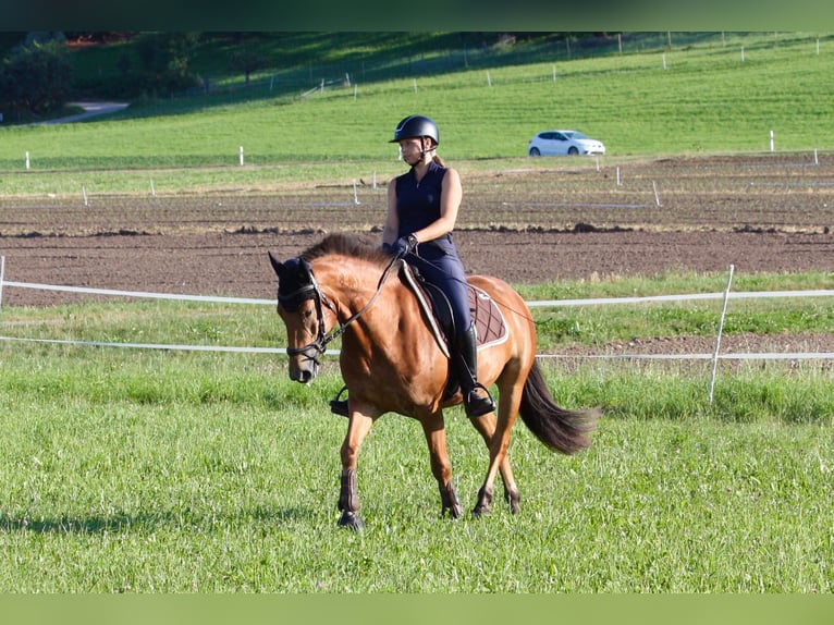 Franches-Montagnes Hongre 3 Ans 154 cm Bai in Fällanden