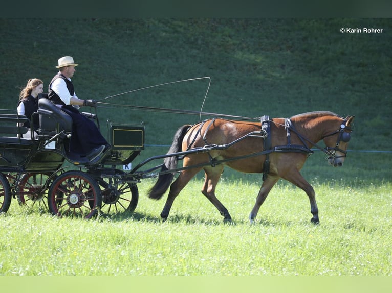 Franches-Montagnes Hongre 3 Ans 154 cm Bai in Fällanden