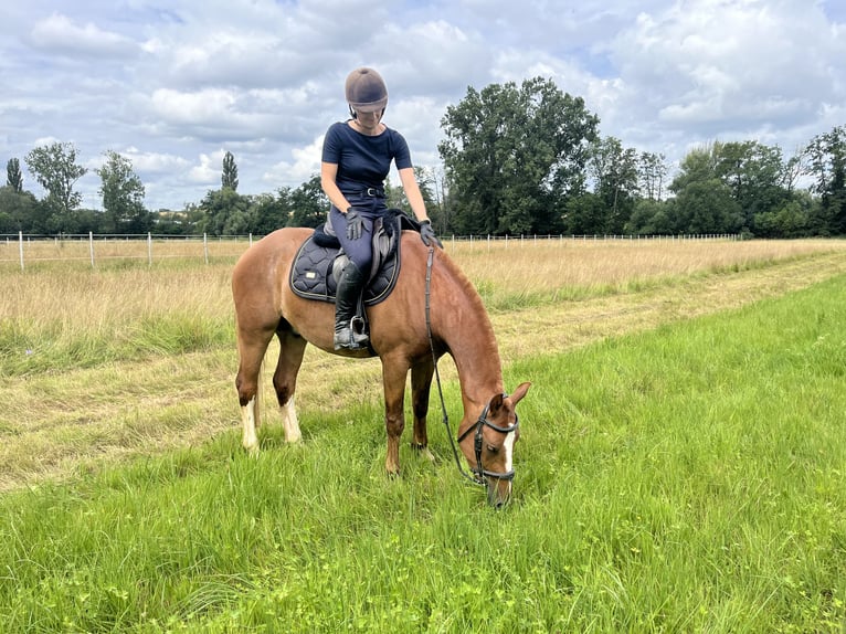 Franches-Montagnes Hongre 3 Ans 155 cm Alezan in Rümmingen