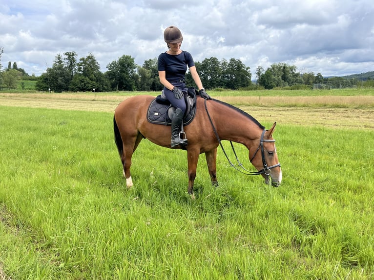 Franches-Montagnes Hongre 3 Ans 155 cm Bai in Rümmingen