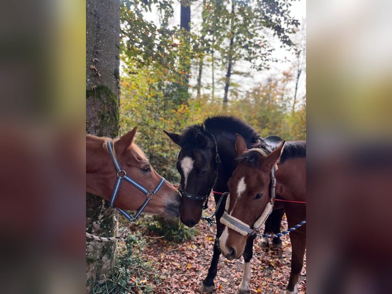 Franches-Montagnes Hongre 3 Ans 155 cm Bai in Rümmingen