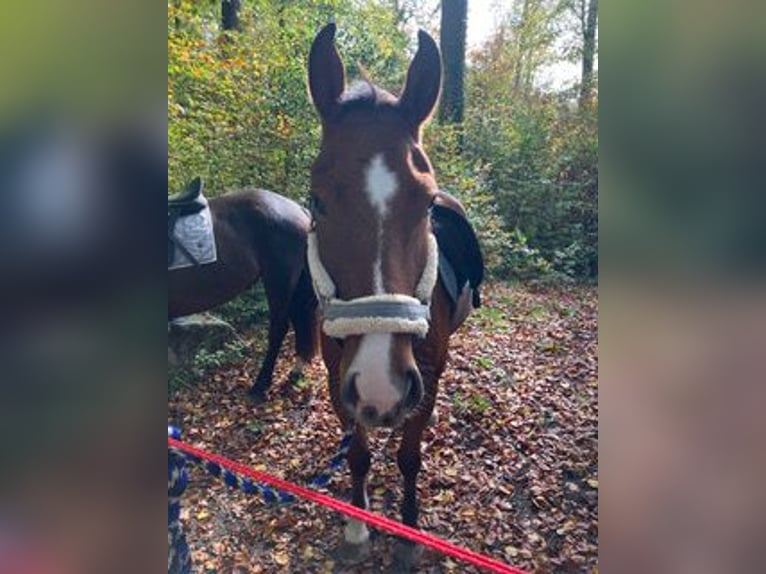 Franches-Montagnes Hongre 3 Ans 155 cm Bai in Rümmingen