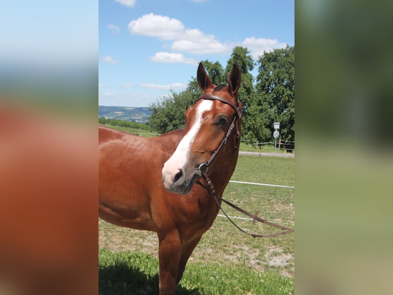 Franches-Montagnes Hongre 3 Ans 155 cm Bai in Sch&#xF6;nholzerswilen