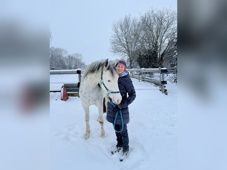 Franches-Montagnes Croisé Hongre 3 Ans 155 cm Blanc in Großengottern