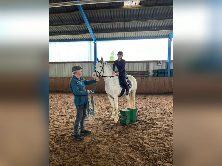 Franches-Montagnes Croisé Hongre 3 Ans 155 cm Blanc in Großengottern