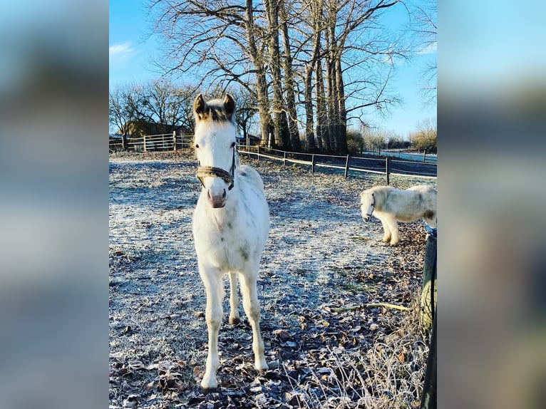 Franches-Montagnes Croisé Hongre 3 Ans 155 cm Blanc in Großengottern