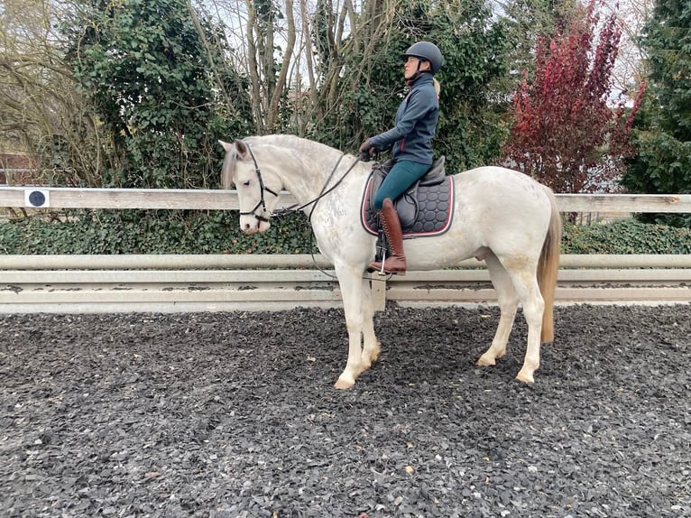 Franches-Montagnes Croisé Hongre 3 Ans 155 cm Blanc in Großengottern