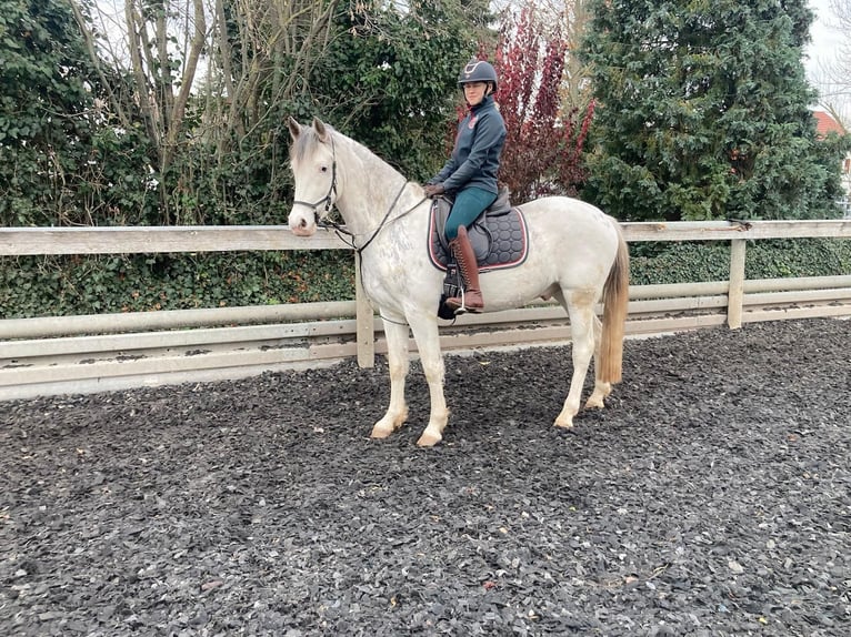 Franches-Montagnes Croisé Hongre 3 Ans 155 cm Blanc in Großengottern